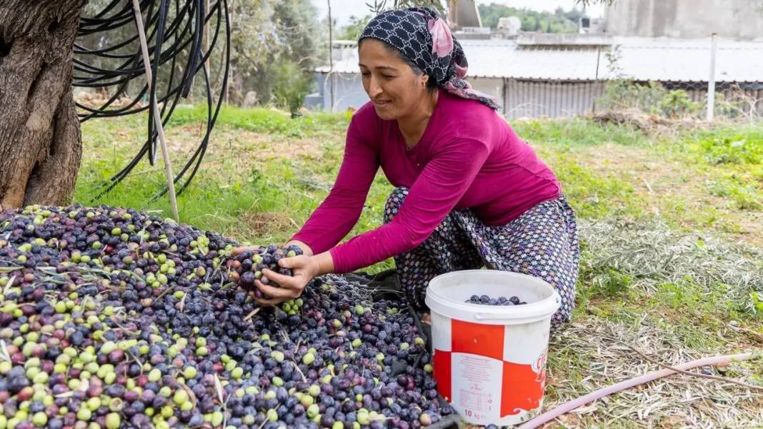 Manavgat’ta Zeytin ve Zeytinyağı Festivali İçin Geri Sayım Başladı! 6